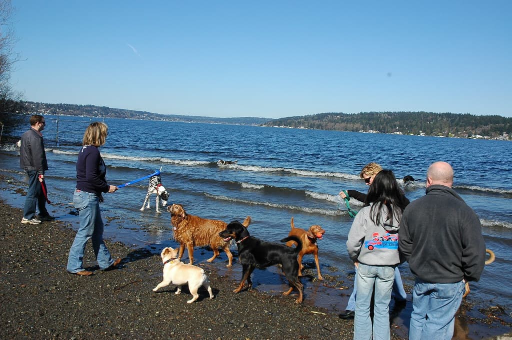Dogs playing at the off-leash beach at Magnuson Park in Seattle, Washington